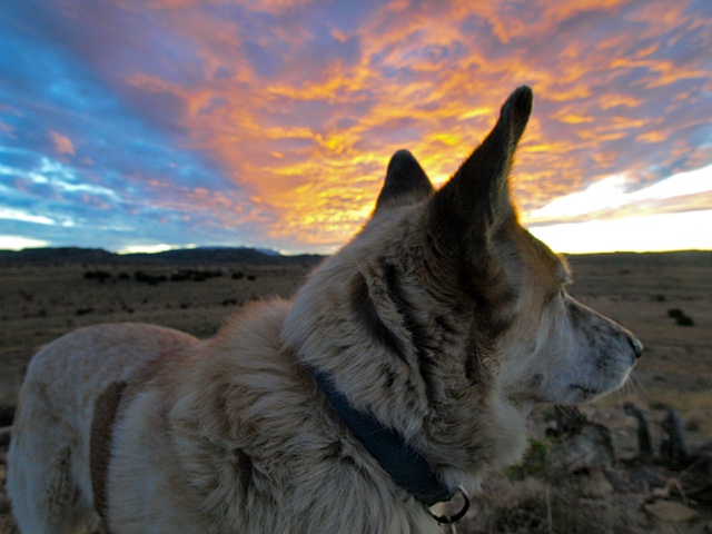 Blonde Coyote Sunset