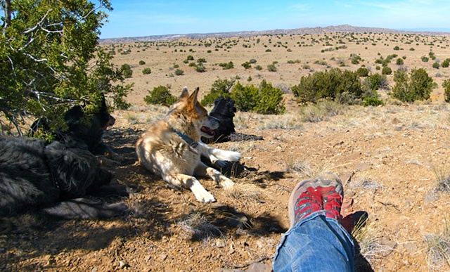 Desert Dog Pack