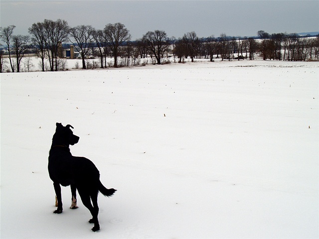 Fletcher in Winter