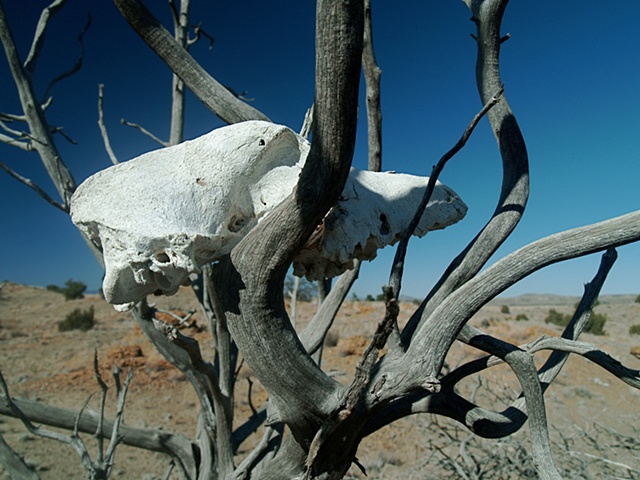 Coyote Skull, Dead Juniper