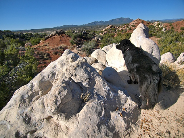 Bowie in the Garden of the Gods