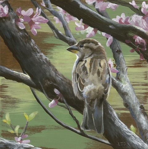 Sparrows of Spring 2