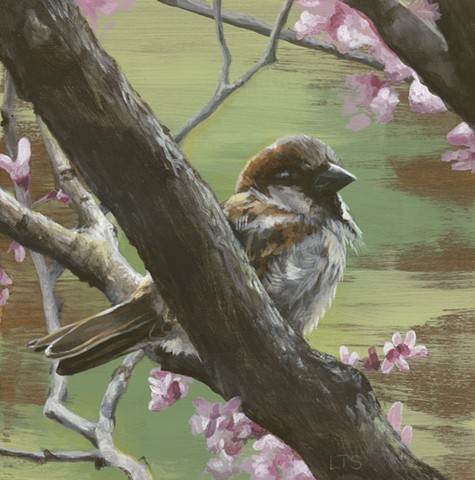 Sparrows of Spring 1