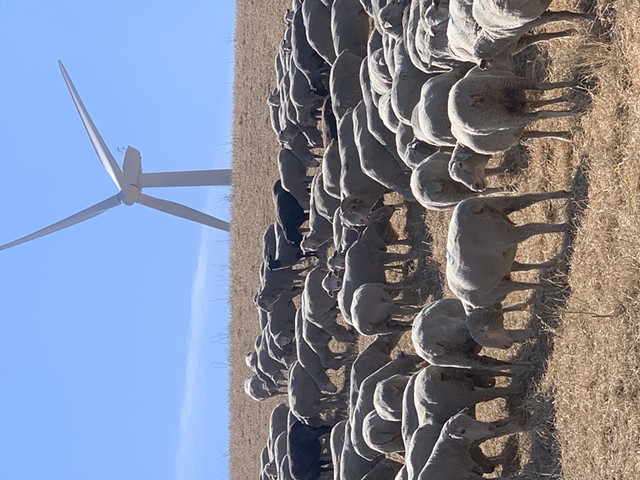 climate beneficial wool sheep in CA