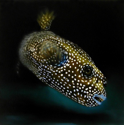 Dog-faced Boxfish