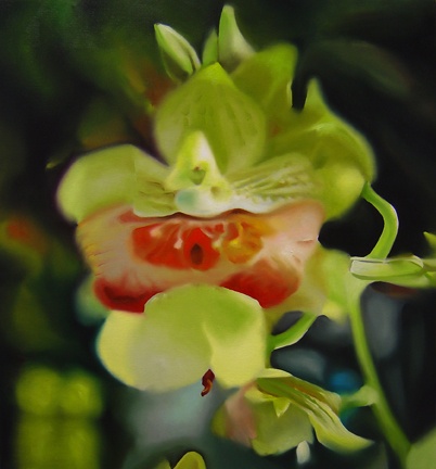 Orchids (#717)