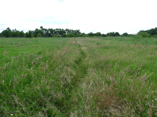 Meadow - "Foot Path"