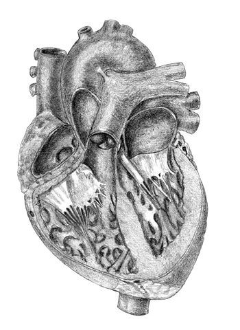 Medical Illustration Fig 6