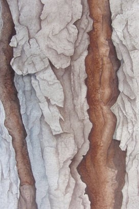 Tree Bark 2