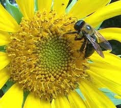 City bees show a richer diet than bees from farmlands