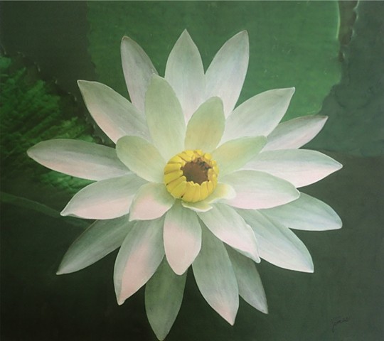 Imperfect Water Lily