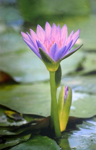 Rising Water Lily