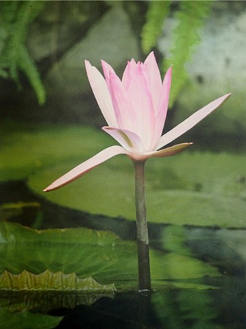 Gibb's Farm Water Lily