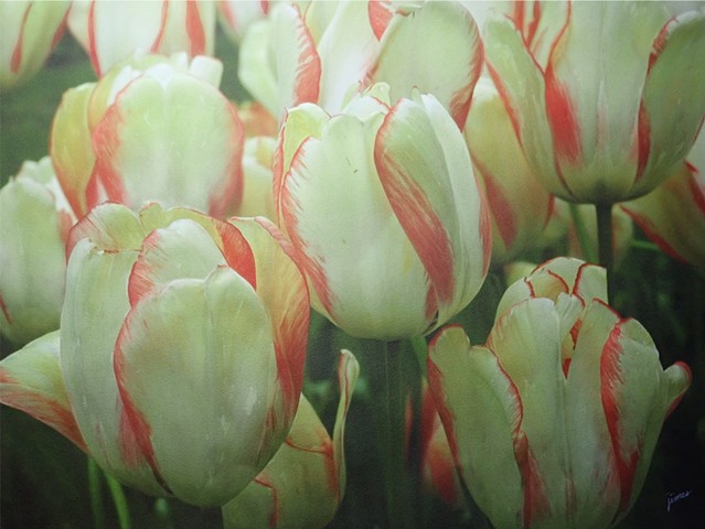 Red-fringed Tulips