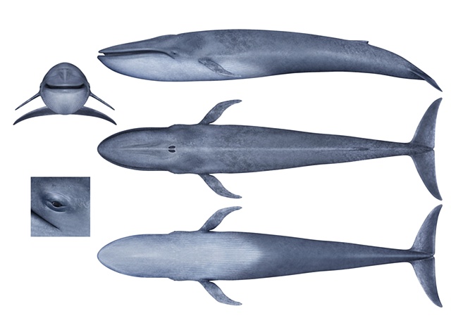 blue whale concept art