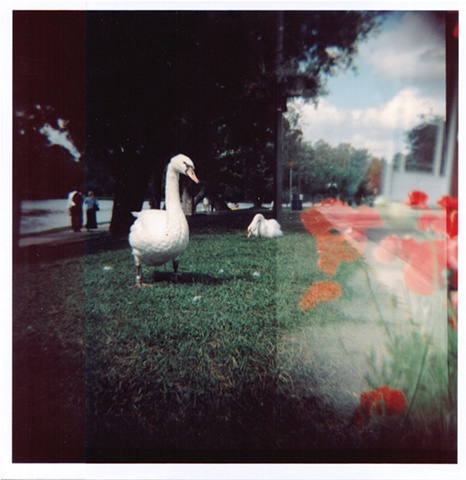 swans and poppies