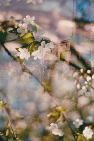 A lo-fi multiple exposure film photo of cherry tree flower blossoms and the corner of Cornmarket and Broad Street in Oxford, England.