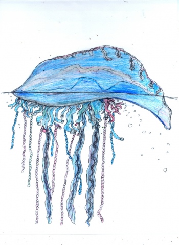 Drawing of a Portuguese Man of War by Christopher Stanton