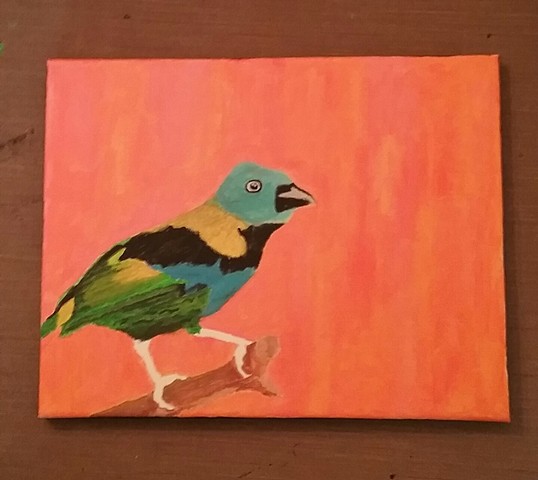 Acrylic painting in progress of a Green-Headed Tanager by Christopher Stanton
