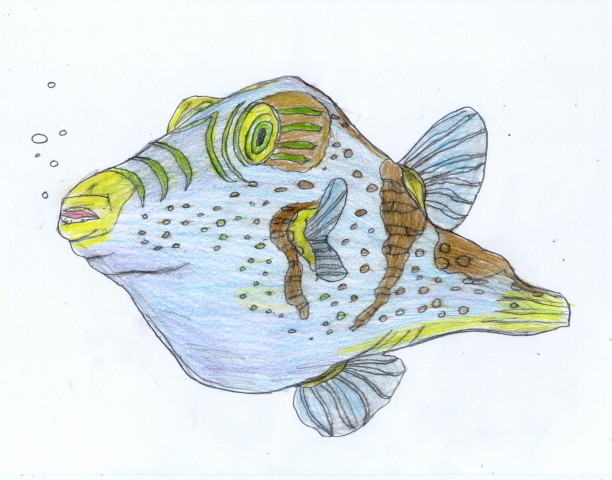 Drawing of a Puffer Fish by Christopher Stanton