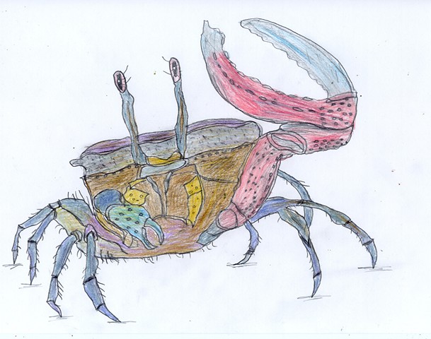 Illustration drawing of a fiddler crab by Christopher Stanton