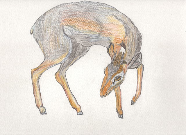 Colored pencil drawing illustration of a dik-dik by Christopher Stanton