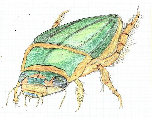 Illustration drawing of a great diving beetle by Christopher Stanton