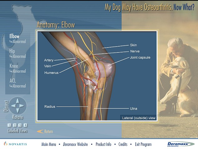 My Dog May Have Osteoarthritis, Now What?