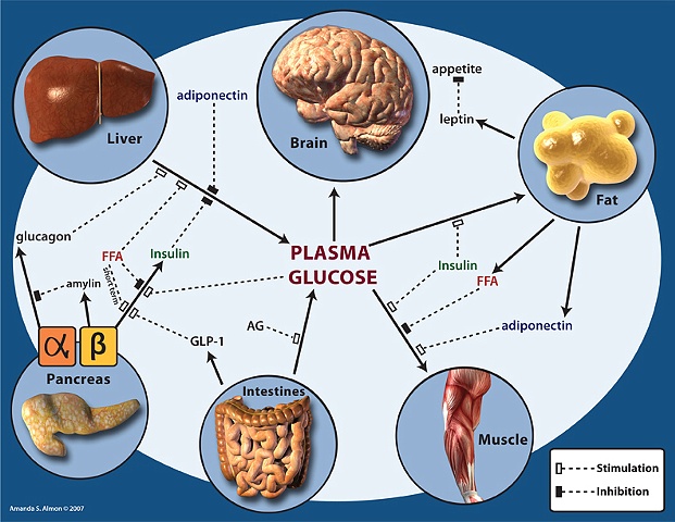 Plasma Glucose Schematic