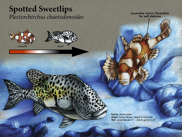 Spotted Sweetlips Scientific Marine Plate