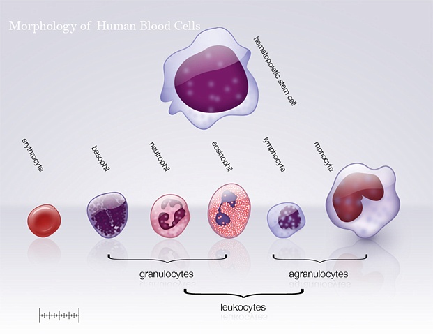 Histology of Red Blood Cells | Brandon Stelter