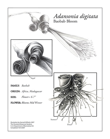 Digital Illustration: Adansonia digitata | Hannah Wilhelm