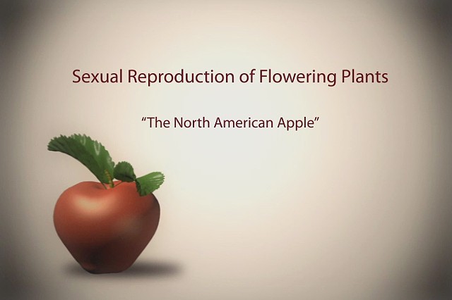 Sexual Reproduction of Flowering Plants: The North American Apple