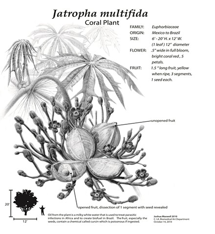Jatrophia multifida