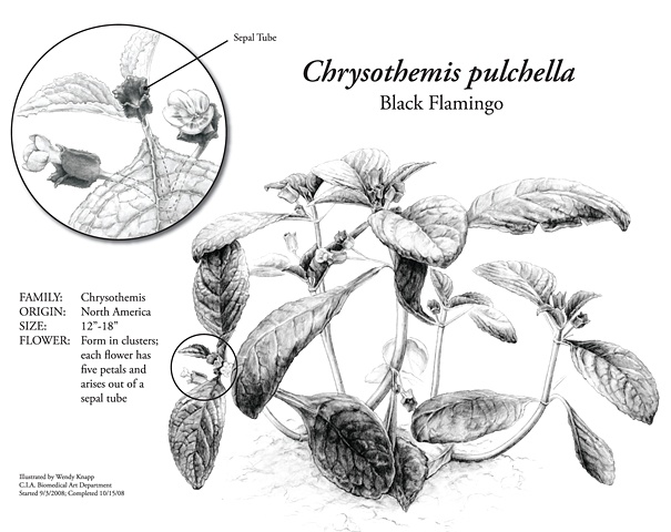 Chrysothemis pulchella | Wendy Knapp