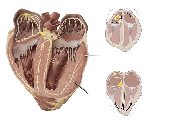 Sheep Heart Dissection Plate