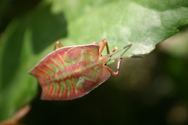 Leaf bug - Guangxi