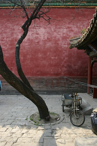 Tree in the Forbidden City