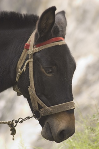 Mule in Tiger Leaping Gorge