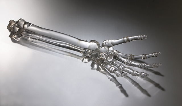 Human Arm Skeleton