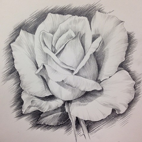 rose drawing 2