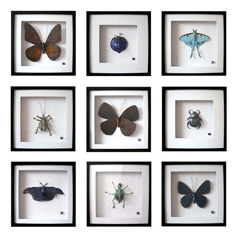 entomology collection
