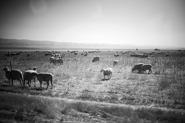 sheep, Fresno County