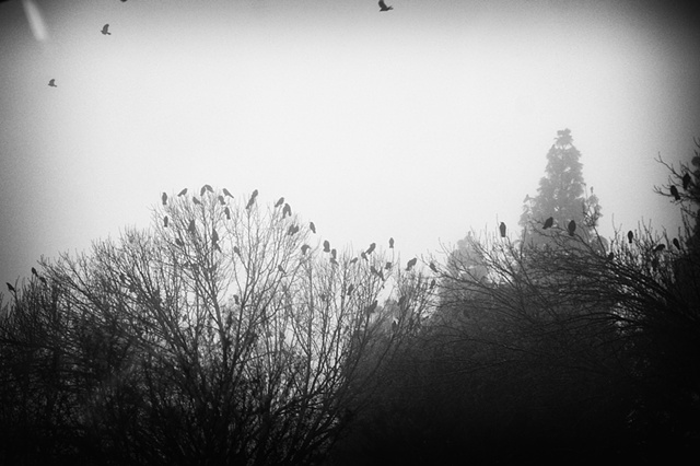 foggy flock