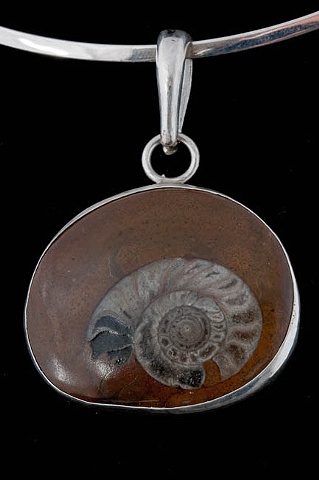 016 Fossil Ammonite with Sterling