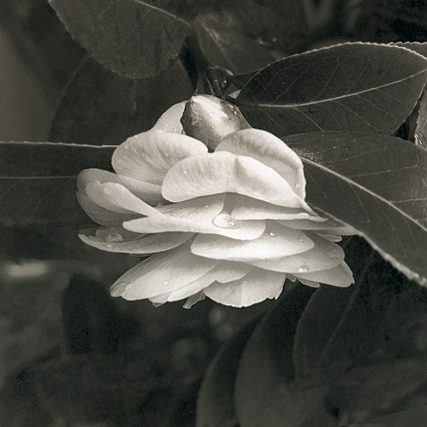 Budding Camellia.  Platinum/Palladium from a digital negative.