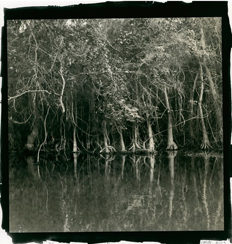 Mangrove Trees, New River, Belize
