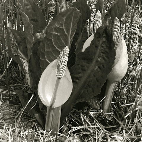 Platinum Print from a digital negative; Western Skunk Cabbage
