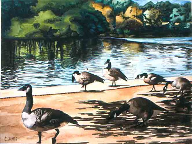 Geese Near River