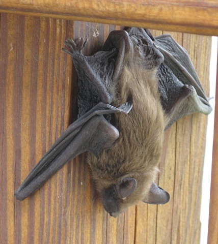 Porch bat